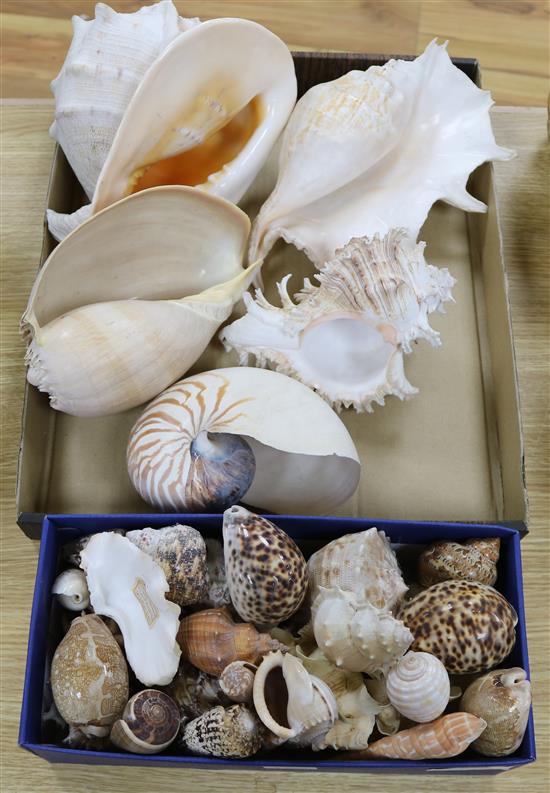 A collection of shells